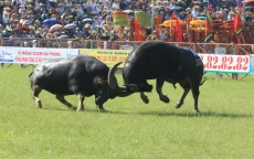 Trực tiếp Lễ hội chọi trâu truyền thống Đồ Sơn 2025 trên VTVgo