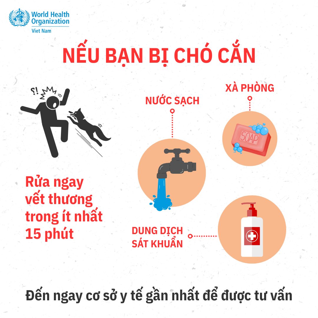 Bị chó cắn, việc đơn giản này có thể cứu sống bạn- Ảnh 1.