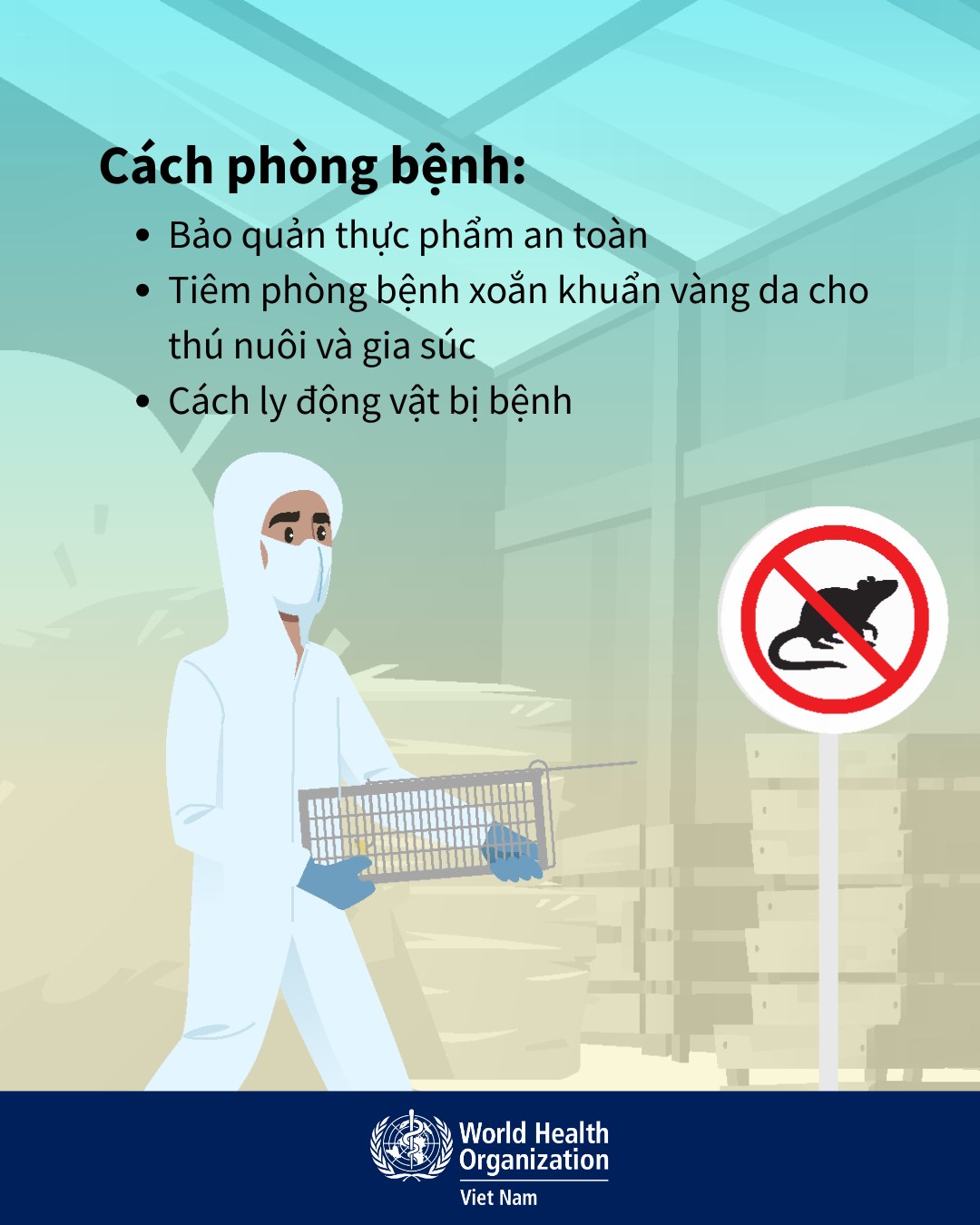 Cẩn trọng với bệnh xoắn khuẩn vàng da mùa lũ- Ảnh 6.